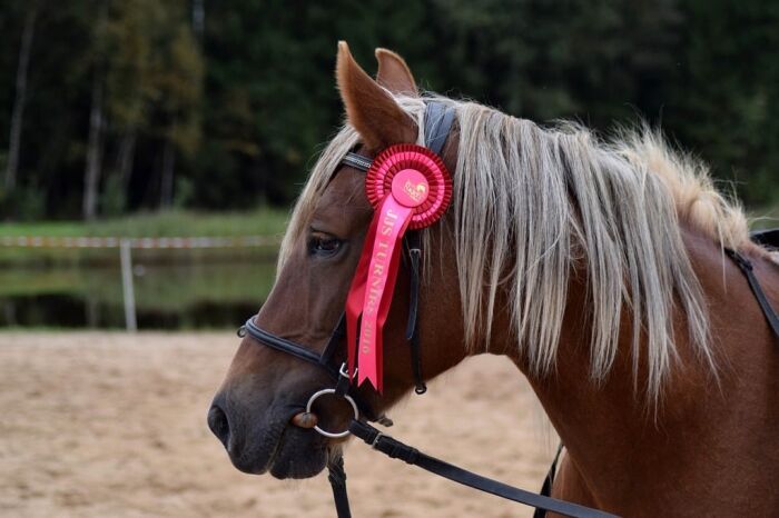 The Origins and Modern Form of Equestrian Sport